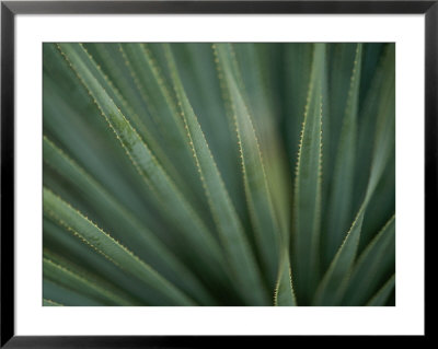 Close View Of The Leaves Of A Sotol Agave Plant by Annie Griffiths Belt Pricing Limited Edition Print image