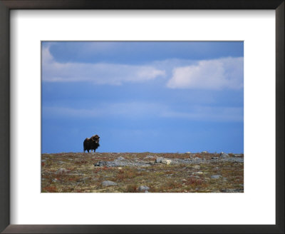 A Muskox On The Central Barrens Of The Northwest Territories by Paul Nicklen Pricing Limited Edition Print image