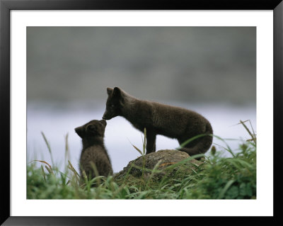 An Arctic Fox And Her Kit by Joel Sartore Pricing Limited Edition Print image