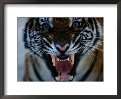Snarling Tiger by Michael Nichols Pricing Limited Edition Print image