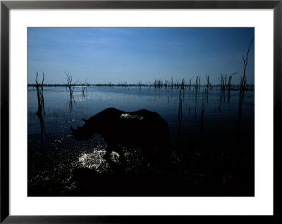Rhinoceros Wading Through Flood Plain by Chris Johns Pricing Limited Edition Print image