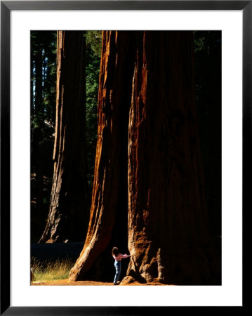 A Person Stands Before A Giant Sequoia Tree In The Park by Phil Schermeister Pricing Limited Edition Print image
