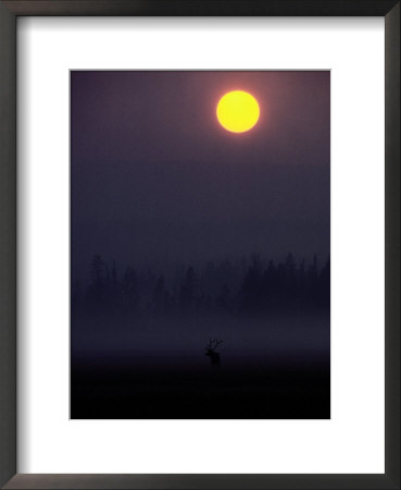 A Silhouetted Bull Elk by Michael S.Quinton Pricing Limited Edition Print image