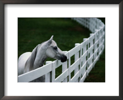 White Horse Staring Over A Wooden Fence by Raymond Gehman Pricing Limited Edition Print image