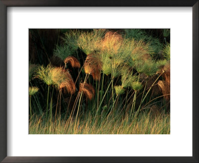 Grasses And Tassles by Chris Johns Pricing Limited Edition Print image