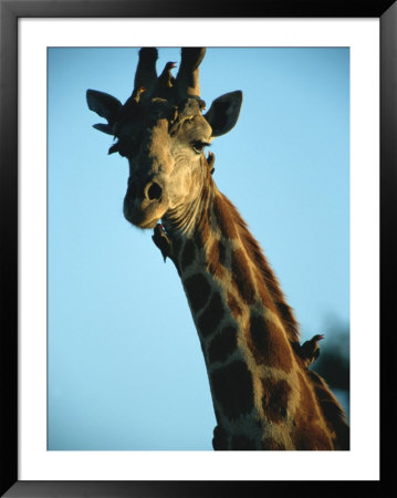 Oxpeckers Keep A Giraffe Free Of Ticks And Other Insects by Beverly Joubert Pricing Limited Edition Print image