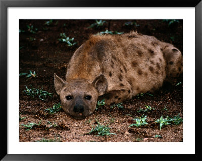 Spotted Hyena by Nicole Duplaix Pricing Limited Edition Print image