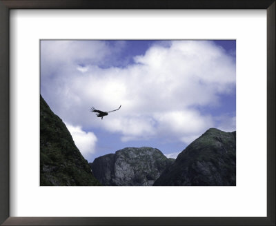A Condor Flying Through The Mountains by Pablo Sandor Pricing Limited Edition Print image