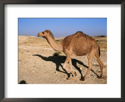 Camel, Israel by Jeff Dunn Pricing Limited Edition Print image