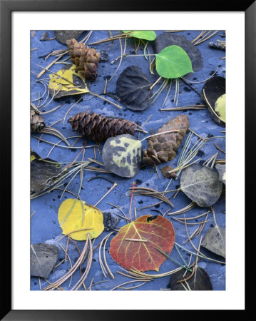 Foliage On Metamorphic Rock, Snake Range, Great Basin National Park, Nevada, Usa by Scott T. Smith Pricing Limited Edition Print image