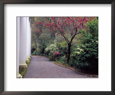 Walkway In Gardens, Magnolia Plantation And Gardens, Charleston, South Carolina, Usa by Julie Eggers Pricing Limited Edition Print image