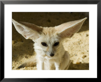 Fennec (Desert Fox) by Nico Tondini Pricing Limited Edition Print image