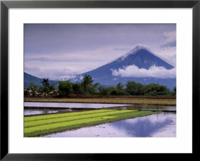 Mount Mayon Active Volcano Rising Above Rice Fields., Mt. Mayon, Albay, Philippines, Bicol by John Pennock Pricing Limited Edition Print image