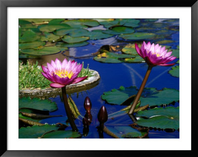 Water Lilies In Reflecting Pool At Palm Grove Gardens, Barbados by Greg Johnston Pricing Limited Edition Print image