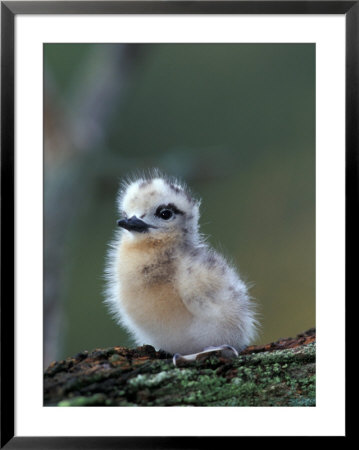 Baby White Tern On Branch, Midway Atoll National Wildlife Refuge, Hawaii, Usa by Darrell Gulin Pricing Limited Edition Print image