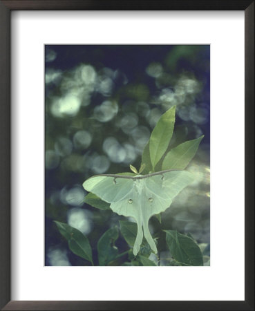 Luna Moth Clings To A Pond Side Chokecherry Tree by Alfred Eisenstaedt Pricing Limited Edition Print image