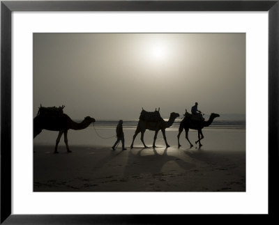 Camels On The Beach, Essaouira, Morocco, North Africa, Africa by Ethel Davies Pricing Limited Edition Print image
