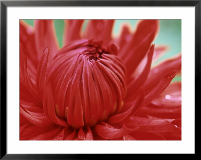 Dahlia Garden Wonder, Close-Up Of Red Flower Opening by Lynn Keddie Pricing Limited Edition Print image