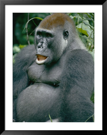 A Close View Of A Lowland Gorilla by Michael Fay Pricing Limited Edition Print image