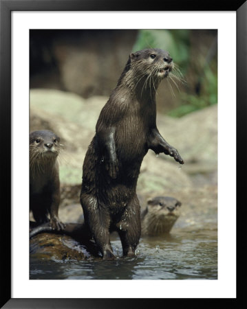 A Group Of Asian Small-Clawed Otters Wade In A Pool Of Water by Jason Edwards Pricing Limited Edition Print image