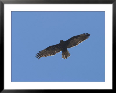 A Galapagos Hawk Soars Above Bartolome Island by Ralph Lee Hopkins Pricing Limited Edition Print image