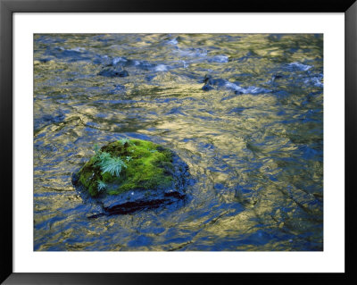 Moss-Covered Rocks In The Bechler River, Yellowstone National Park by Raymond Gehman Pricing Limited Edition Print image