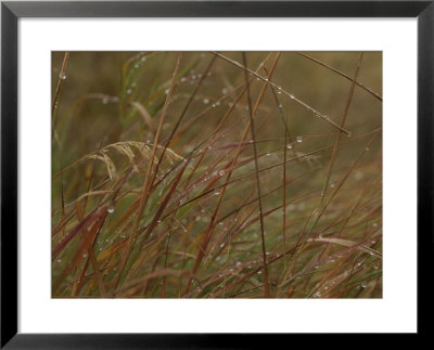 Dew Glistens On Grasses In The Mackenzie River Delta by Raymond Gehman Pricing Limited Edition Print image