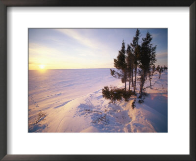 Sunset View Of Wapusk National Park by Norbert Rosing Pricing Limited Edition Print image