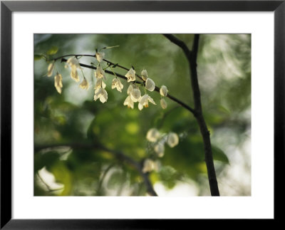 Delicate White Flowers Adorn A Tree Branch In The Spring by Raymond Gehman Pricing Limited Edition Print image