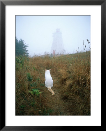 A White Cat Sits Facing The Swallowtail Lighthouse In The Fog by Bill Curtsinger Pricing Limited Edition Print image