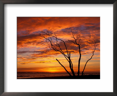 Dead Tree On Lighthouse Beach At Sunrise, Sanibel Island, Florida, Usa by Jerry & Marcy Monkman Pricing Limited Edition Print image