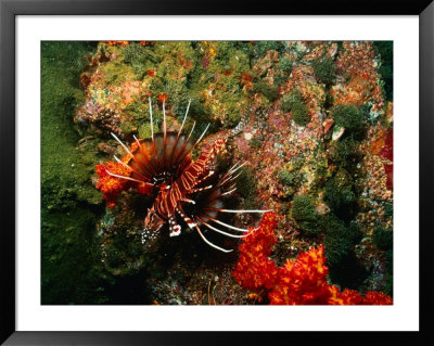 Martini Rock And Lion Fish, United Arab Emirates by Chris Mellor Pricing Limited Edition Print image