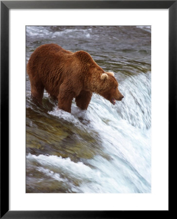 Brown Bear, Katmai National Park, Southwest Ak by Yvette Cardozo Pricing Limited Edition Print image