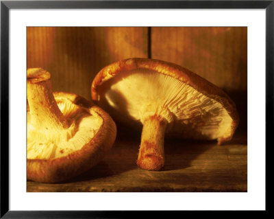 Mushrooms by Fogstock Llc Pricing Limited Edition Print image