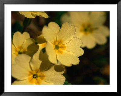 Yellow Primrose (Primula Vulgaris), Glenveagh National Park, Ireland by Gareth Mccormack Pricing Limited Edition Print image