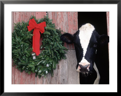 Holstein Cow In Barn With Christmas Wreath, Wi by Lynn M. Stone Pricing Limited Edition Print image