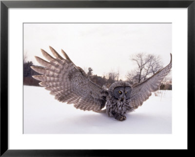 Great Gray Owl, Rowley, Ma by Harold Wilion Pricing Limited Edition Print image
