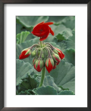 Red Flower And Buds Of Tango Geranium In Greenhouse, Laconner, Washington, Usa by John & Lisa Merrill Pricing Limited Edition Print image