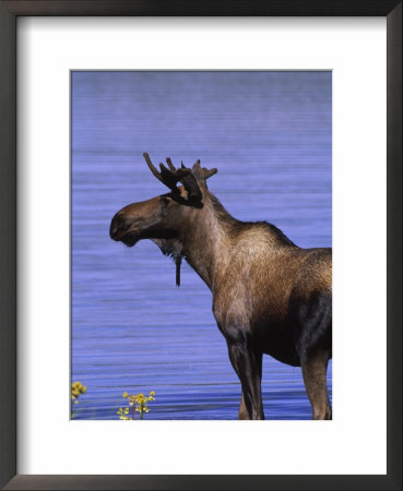 Moose, Denali Park, Ak by Roger Leo Pricing Limited Edition Print image