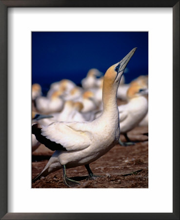 Australasian Gannets (Morus Serrator), New Zealand by David Wall Pricing Limited Edition Print image