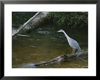 A Great Blue Heron Standing On A Log Watching For Passing Fish by Tom Murphy Pricing Limited Edition Print image