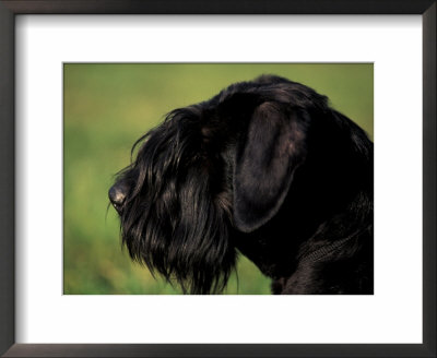 Black Standard Schnauzer Profile by Adriano Bacchella Pricing Limited Edition Print image