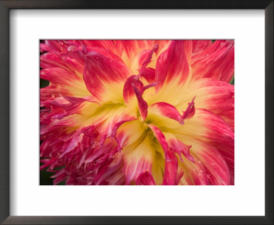 Dahlia In Garden, Alaska, Usa by Julie Eggers Pricing Limited Edition Print image