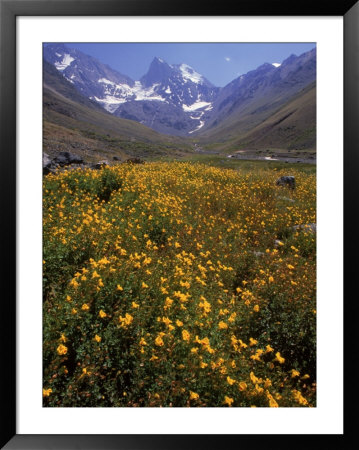 Alpine Wildflowers, El Morado National Park, Chile by Glen Davison Pricing Limited Edition Print image