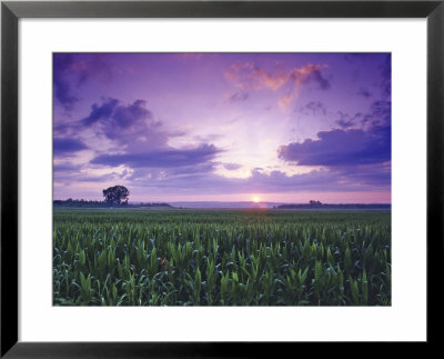 Sunrise Over Field Corn, Hermann, Missouri, Usa by Chuck Haney Pricing Limited Edition Print image