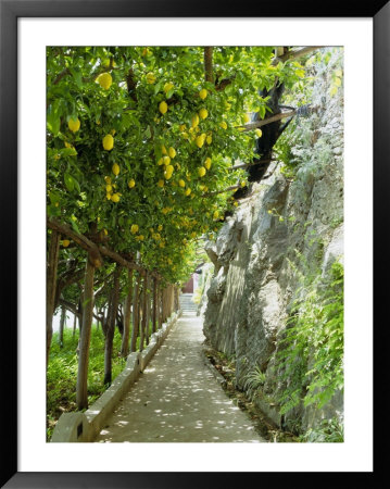 Lemon Groves, Amalfi Coast, Campania, Italy, Europe by Mark Mawson Pricing Limited Edition Print image