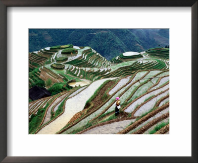 Zhuang Girl Working In Water-Filled Rice Terraces, Long Ji, China by Keren Su Pricing Limited Edition Print image