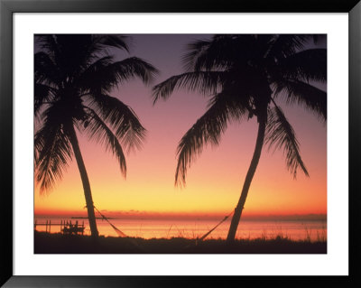 Silhouette Of Trees At The Beach At Sunset, Fl by Don Romero Pricing Limited Edition Print image