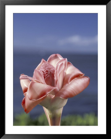 Torch Ginger And Blue Sky, Maui, Hawaii, Usa by Darrell Gulin Pricing Limited Edition Print image