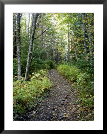 A Mountain Path Meanders Along Through The Forest by Taylor S. Kennedy Pricing Limited Edition Print image